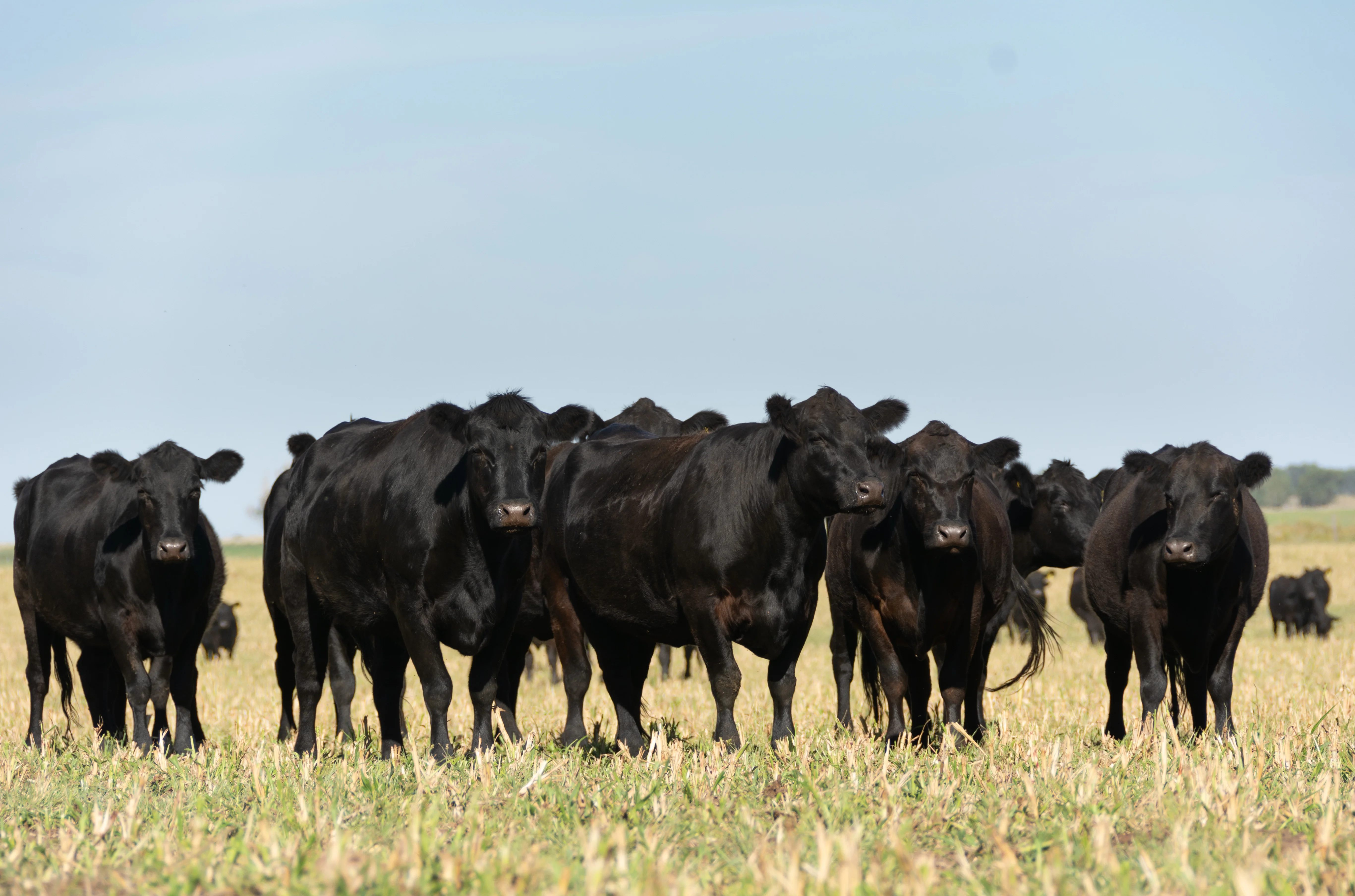 Herd of black cattle grazing in a sunny field