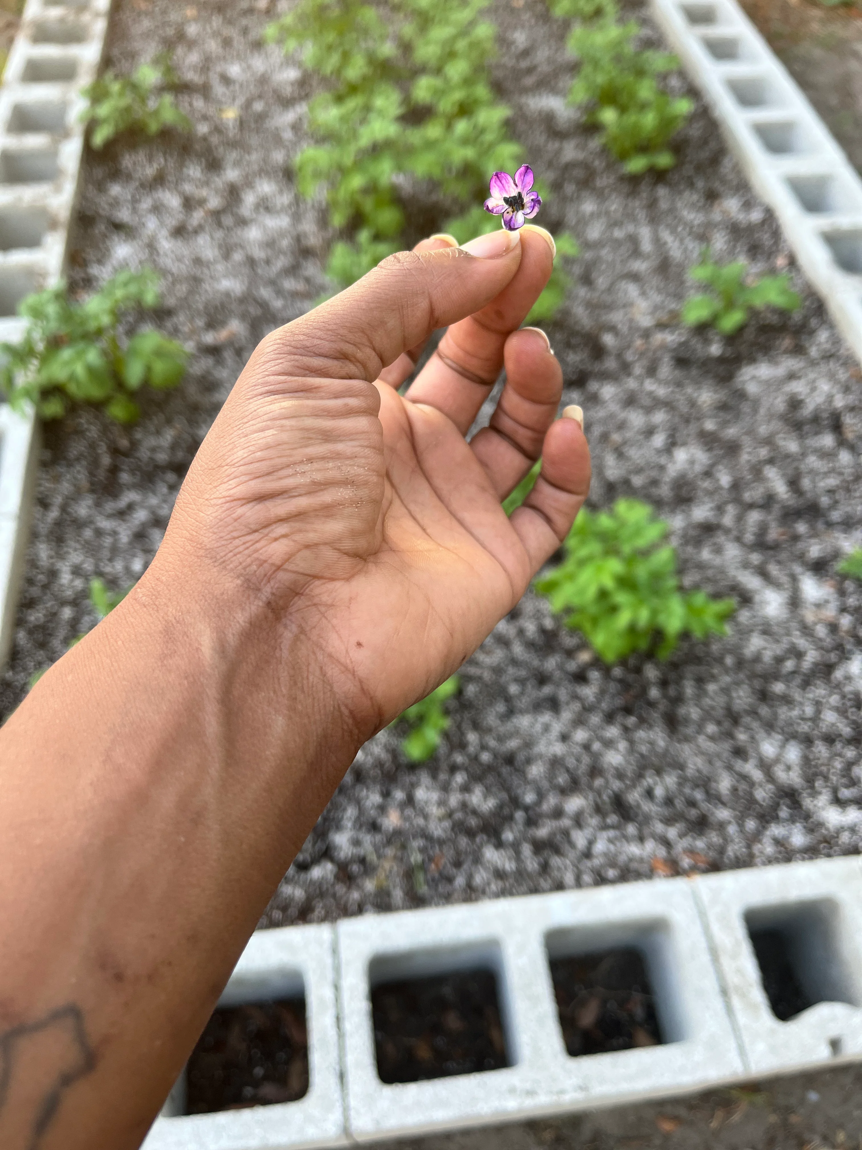 Hand holding a delicate purple flower in a garden