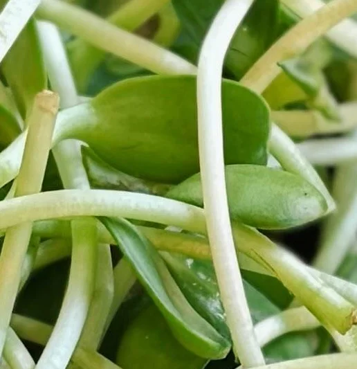 Kitchen Sink Salad