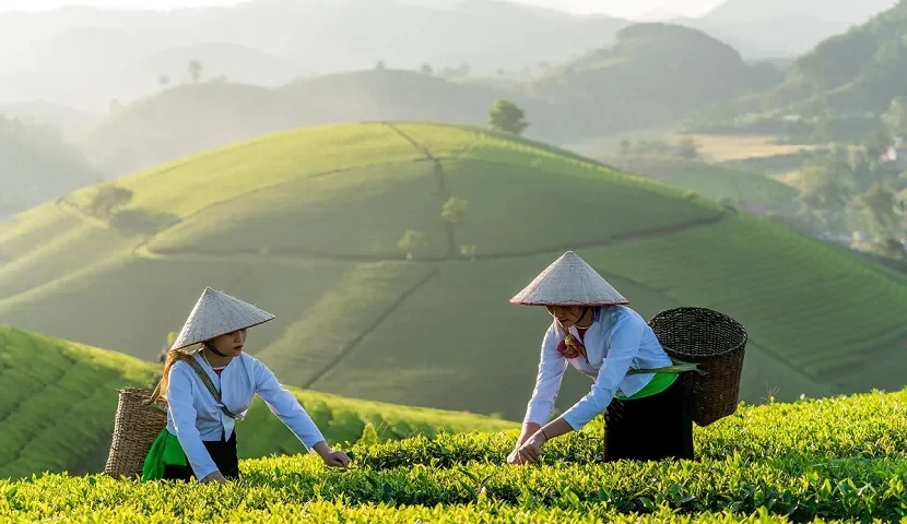 Tea pickers in lush green hills of Vietnam