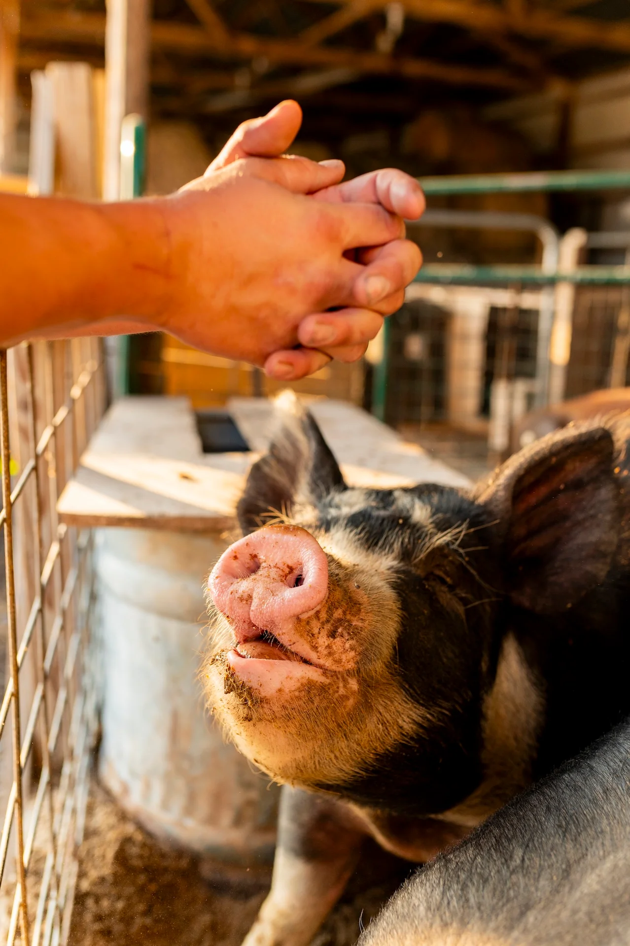 Person interacting with a pig in a farm setting