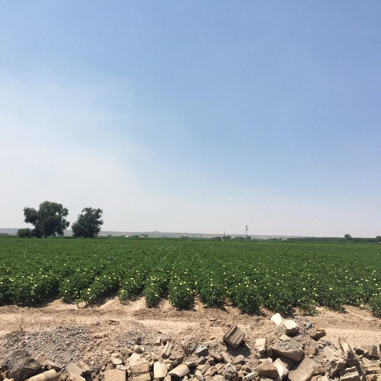 Lush green agricultural field under a clear blue sky