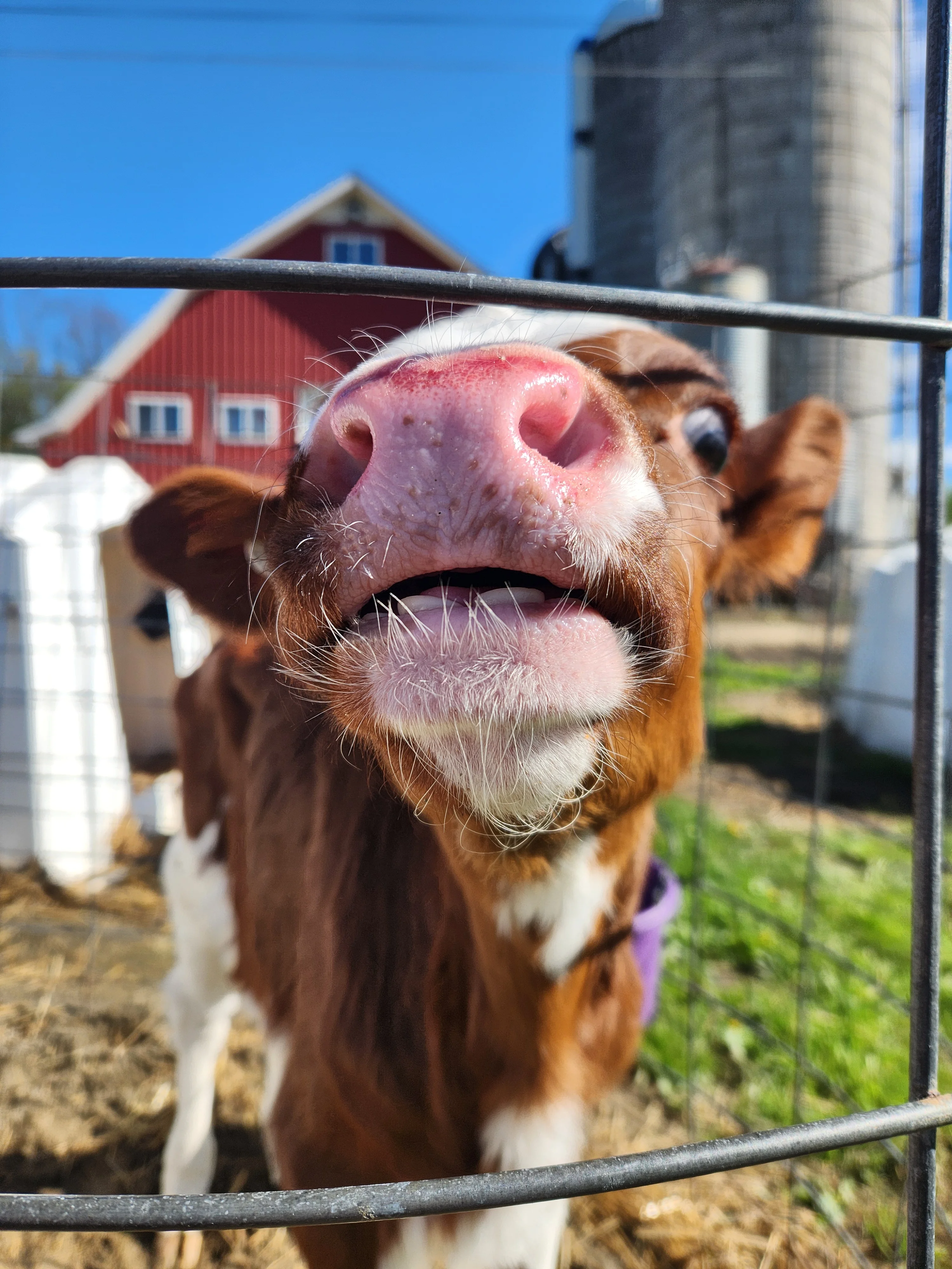 Curious calf peering through a fence on a sunny farm