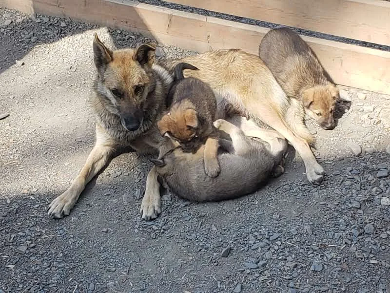 A mother dog lounging with her playful puppies. The scene shows warmth and affection as the puppies interact with each other.