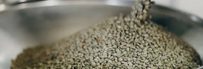 Raw green coffee beans in a stainless steel bowl