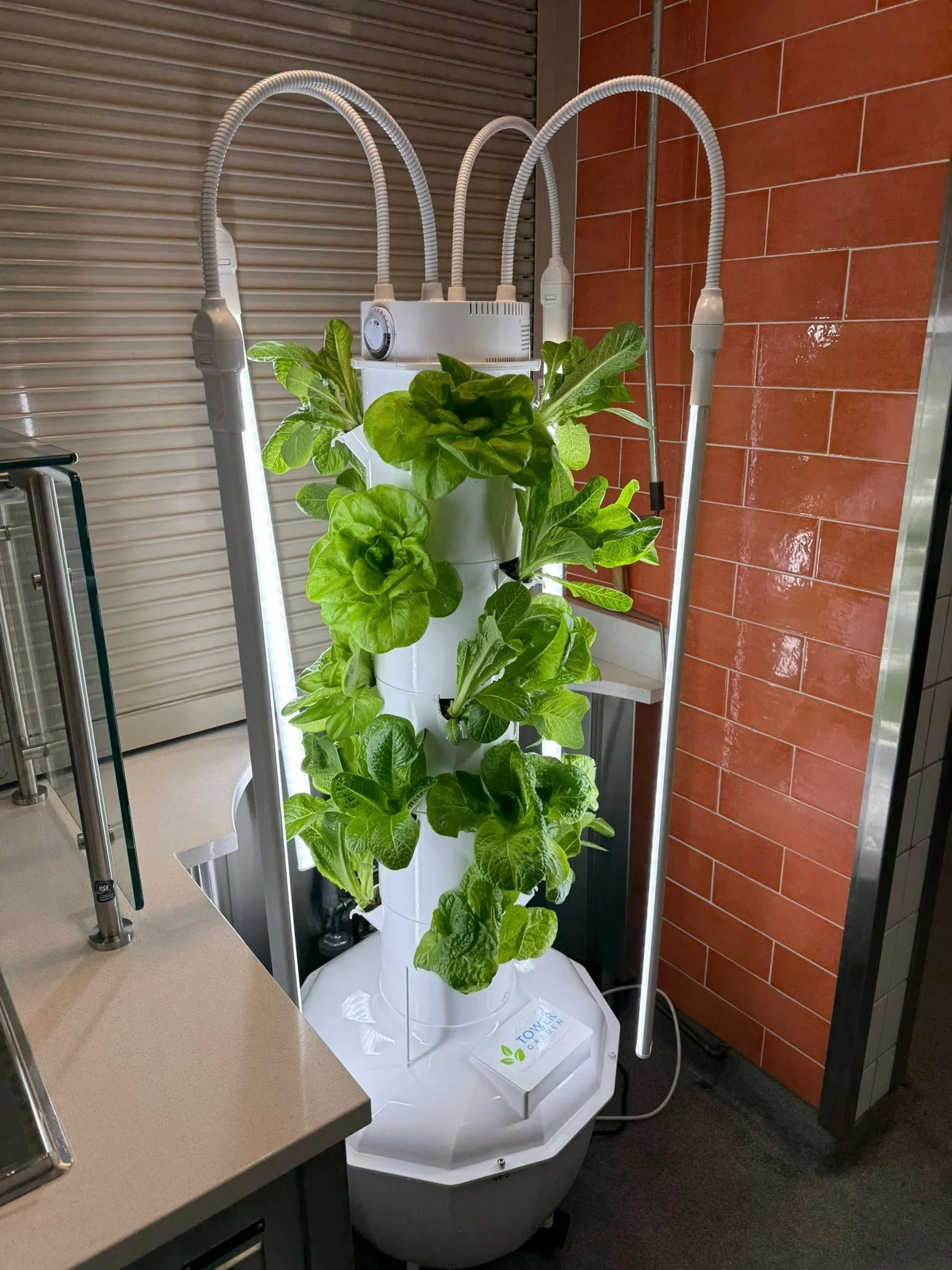 Hydroponic tower garden with fresh lettuce