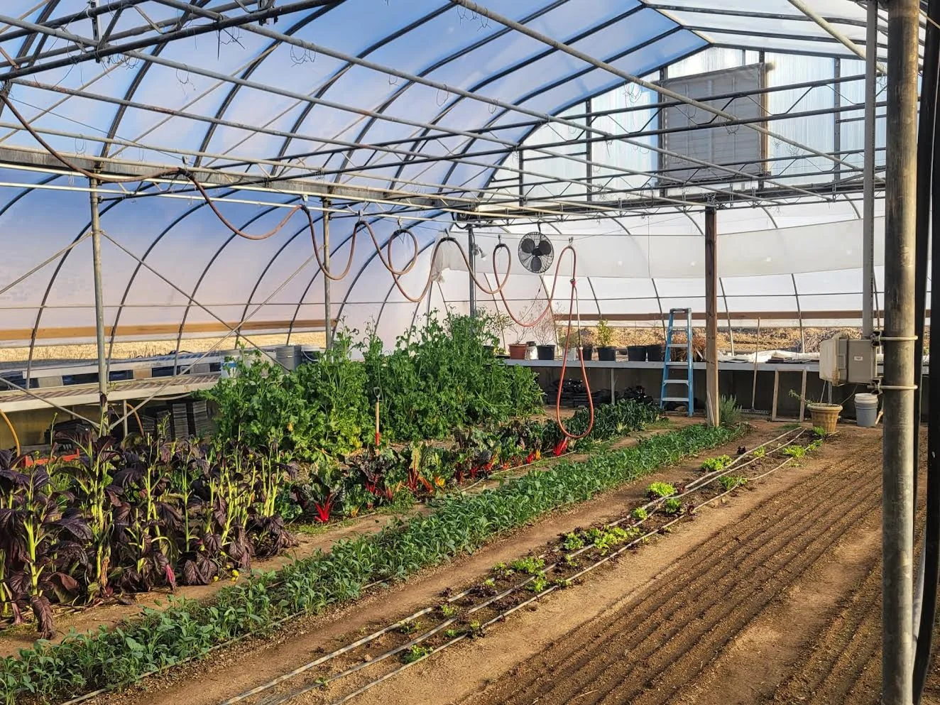 Greenhouse with thriving vegetable plants and irrigation system