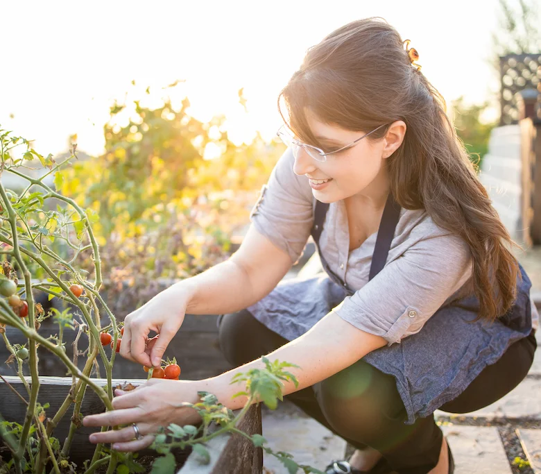 Gardener harvesting ripe tomatoes in a sunlit garden