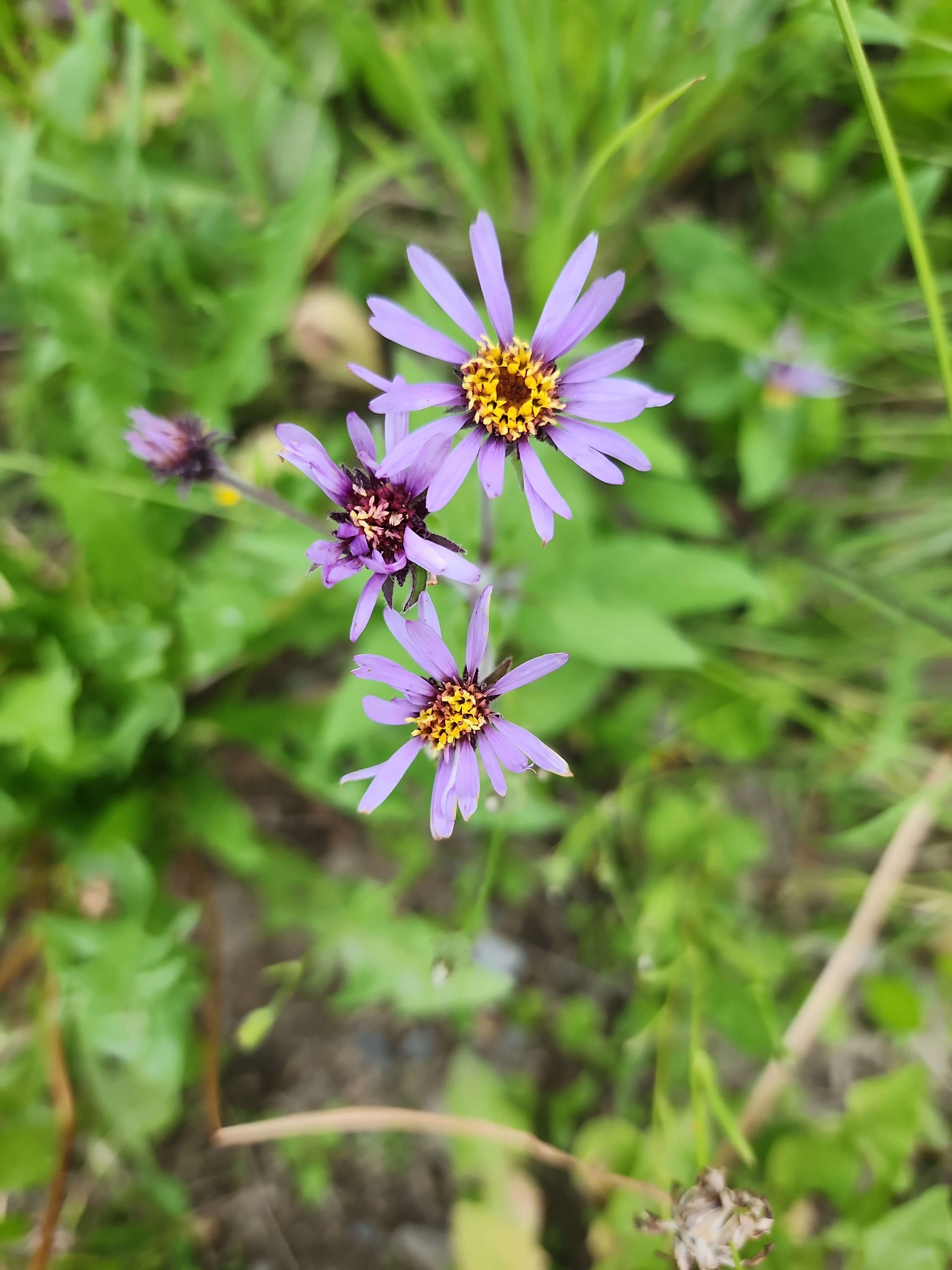 Cluster of vibrant purple wildflowers in a green field