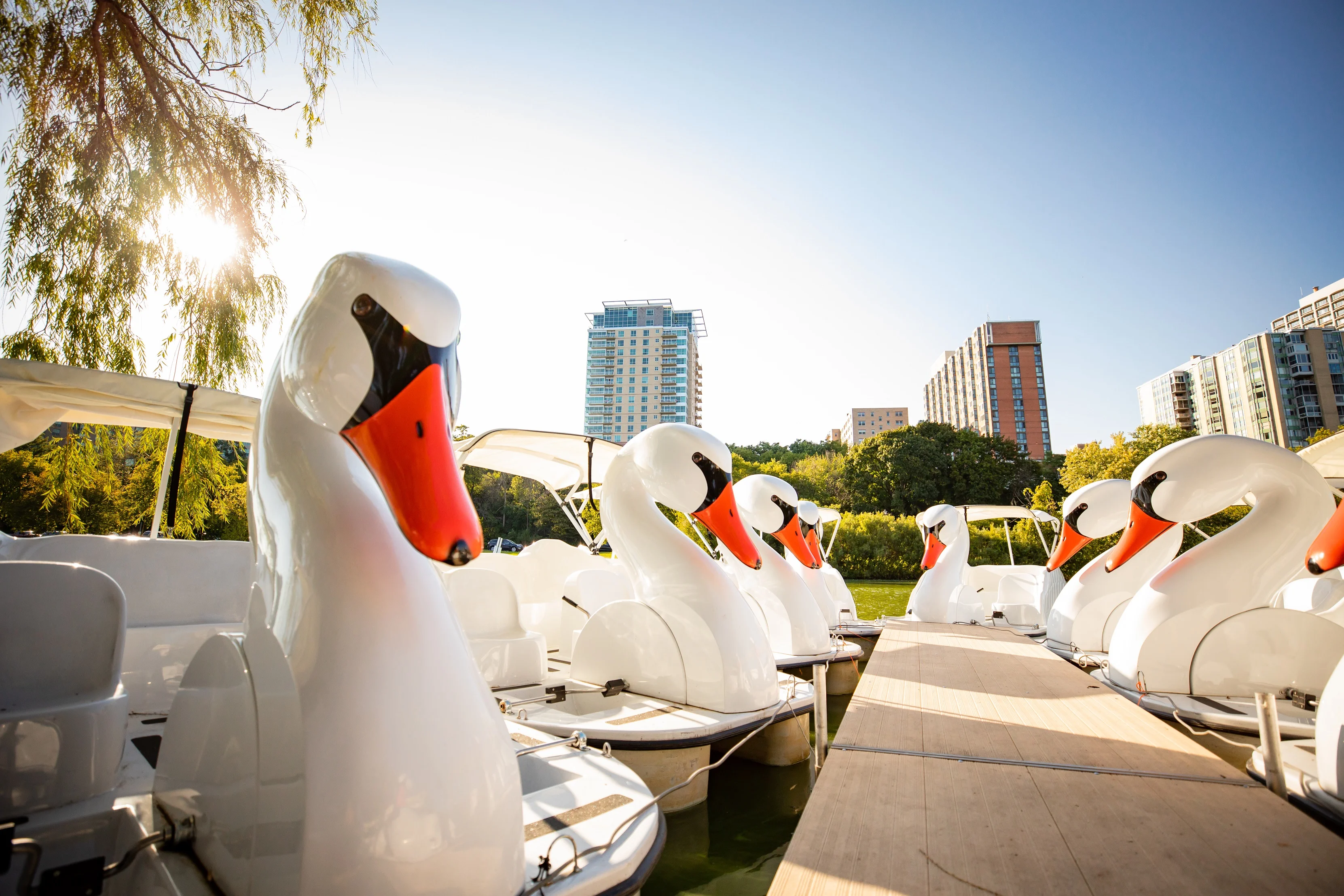 Swan boats on a serene lake surrounded by lush greenery.