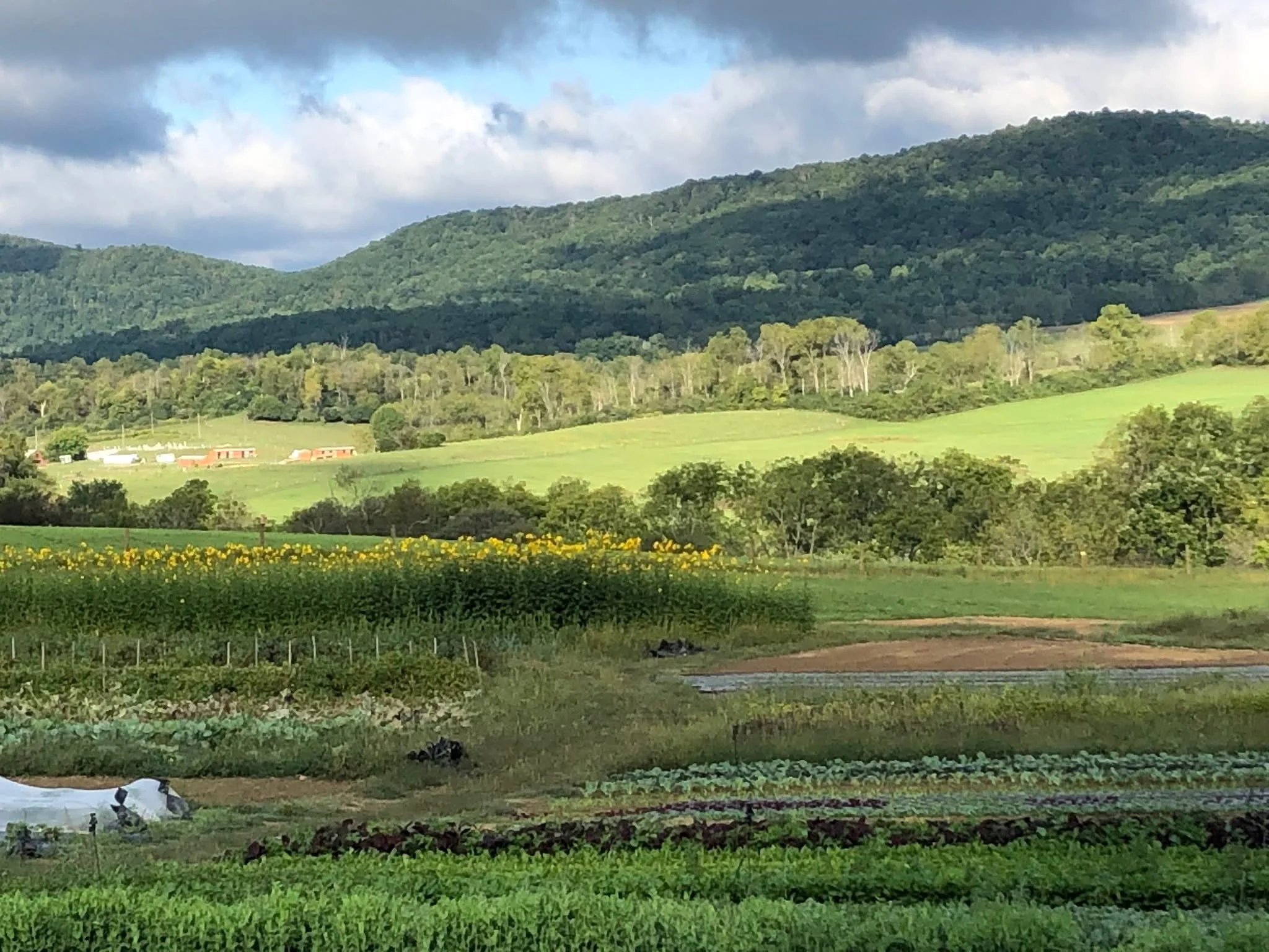 Lush green farmland with rolling hills and sunflowers