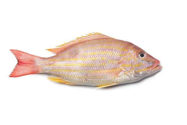 Lane snapper 1-2 10lb