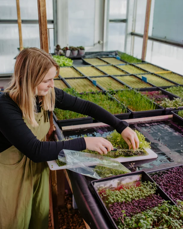 Woman harvesting microgreens in a greenhouse