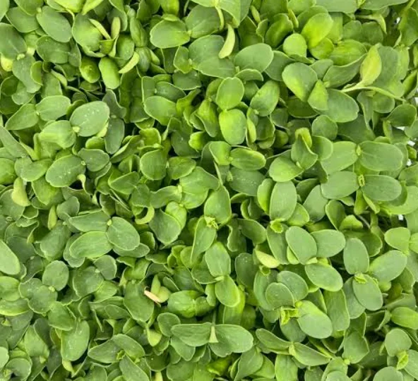 Fresh microgreens ready for culinary use in dishes
