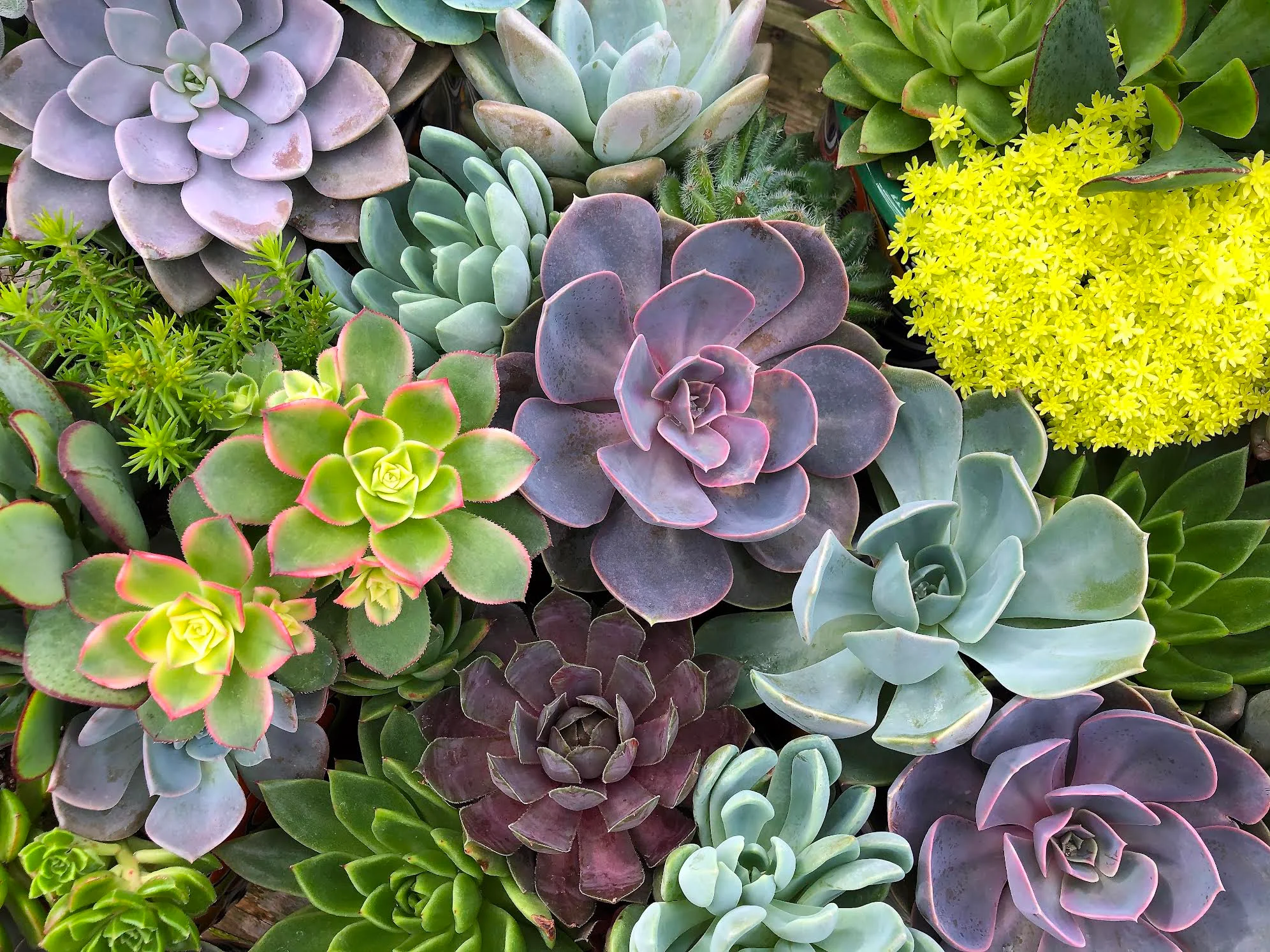 Colorful assortment of succulent plants in various shapes and sizes