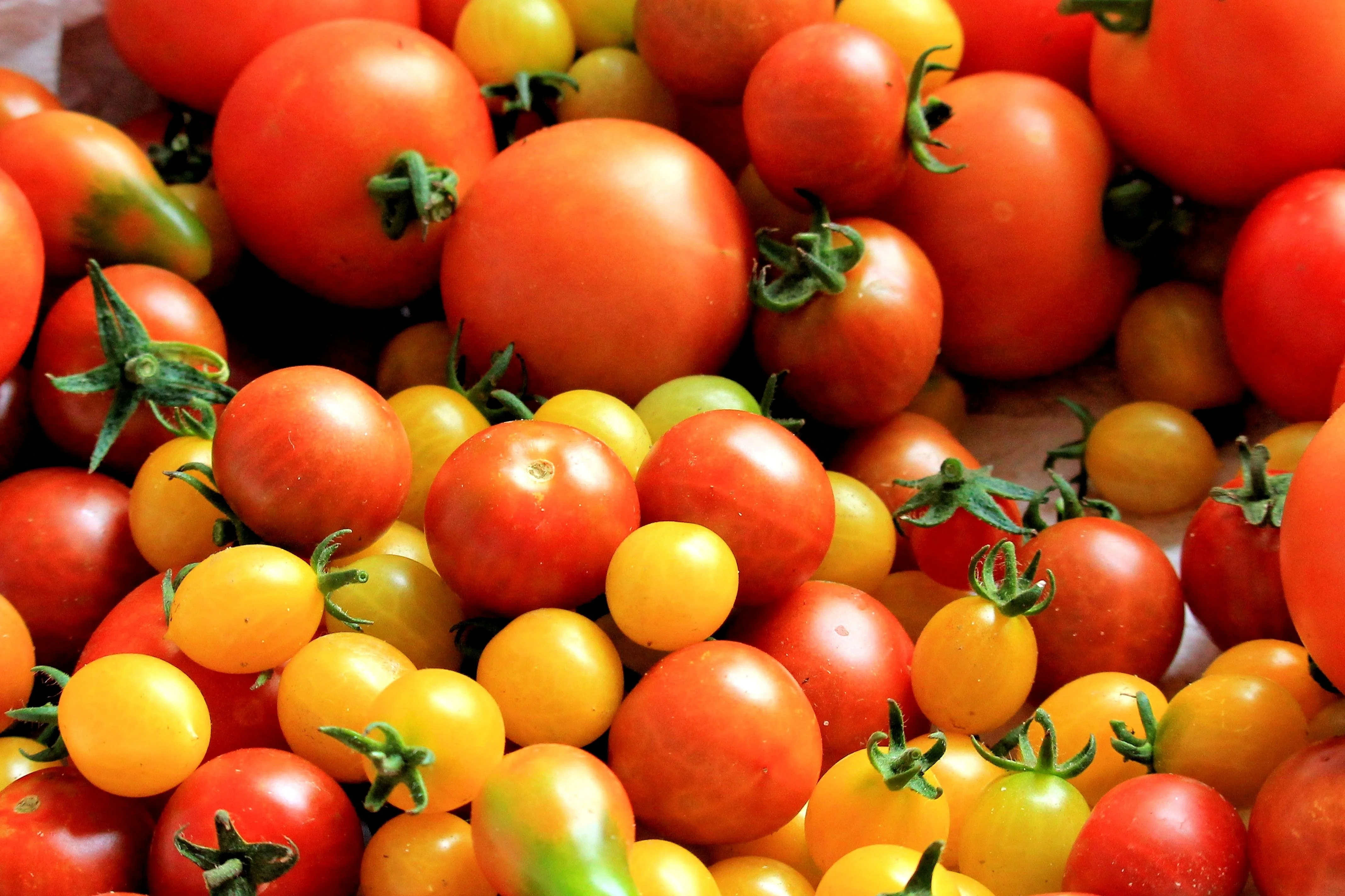 Colorful harvest of red and yellow tomatoes with green stems