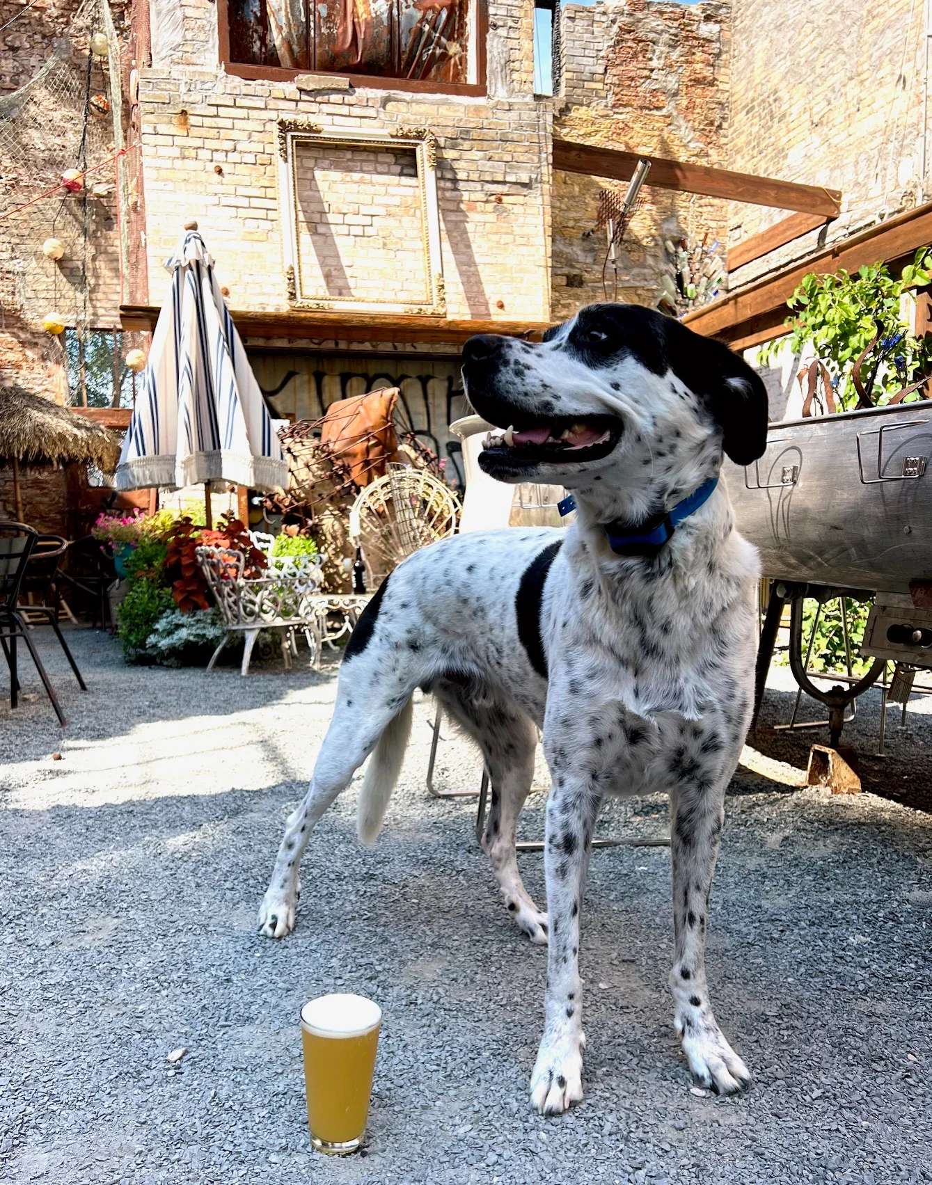Dogs on patio