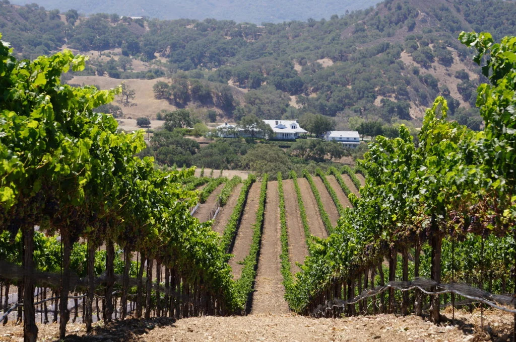 Scenic vineyard landscape with rows of grapevines and distant hills