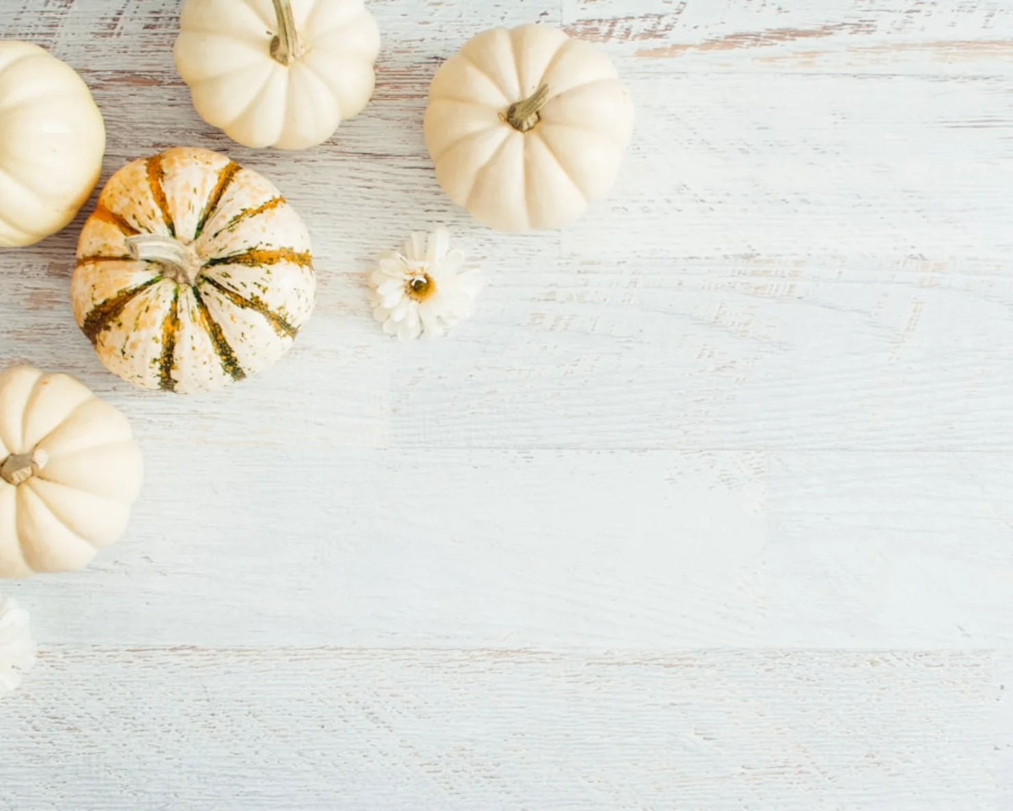 Thanksgiving meals