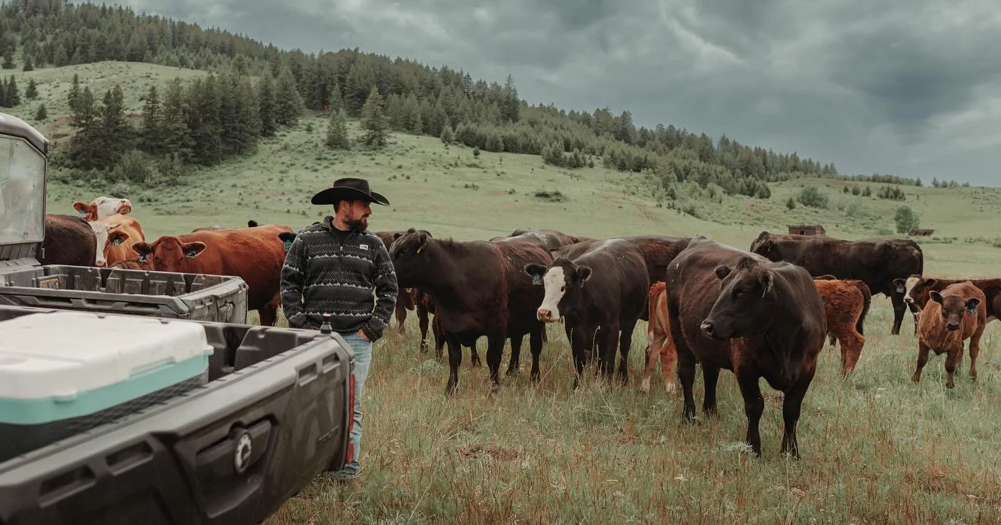 A cowboy standing among a herd of cattle in an expansive green field, with a cloudy sky overhead.