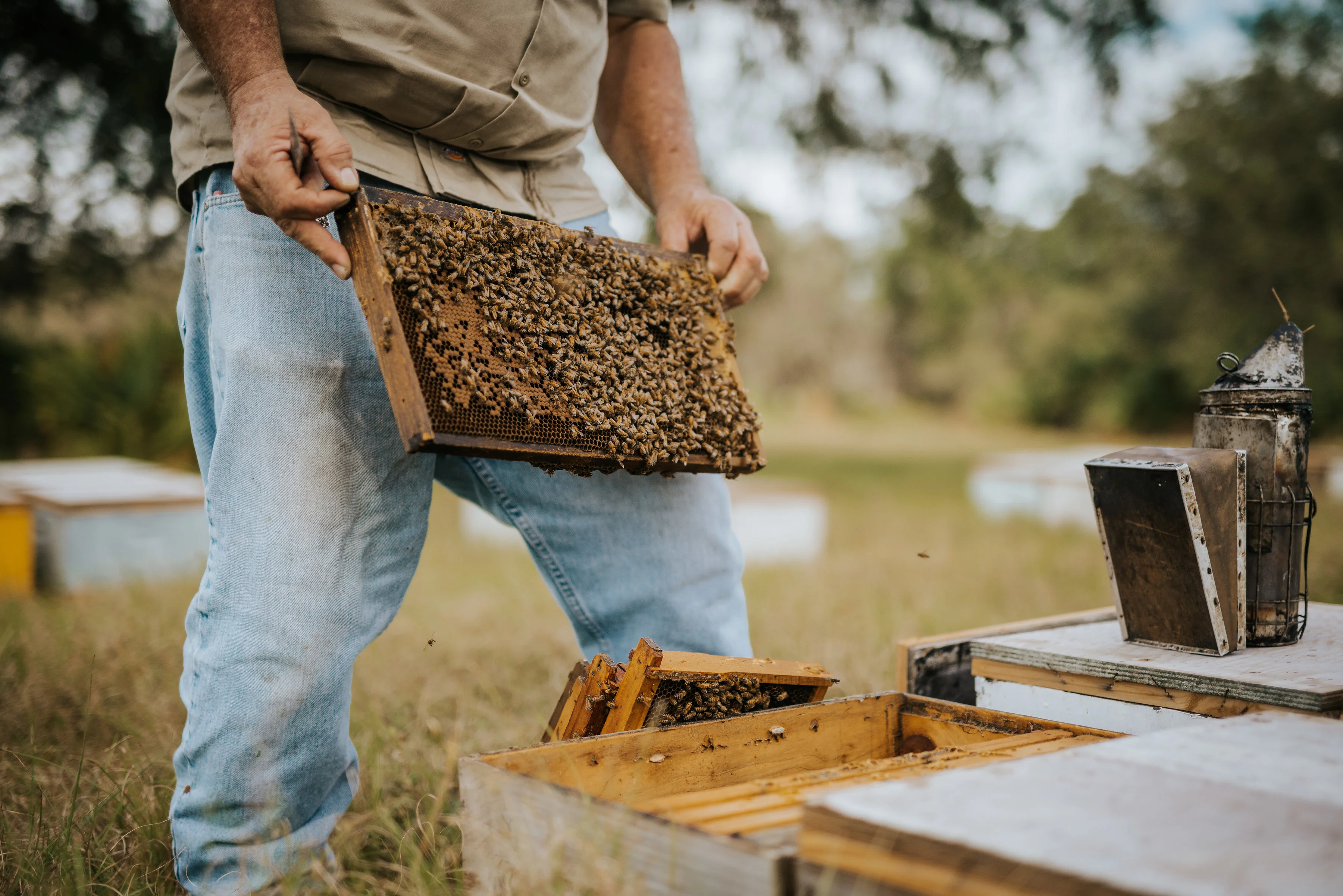 Beekeeper inspecting a honeycomb frame in an apiary