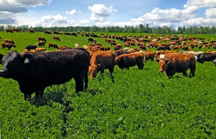 Herd of cattle grazing in a lush green pasture