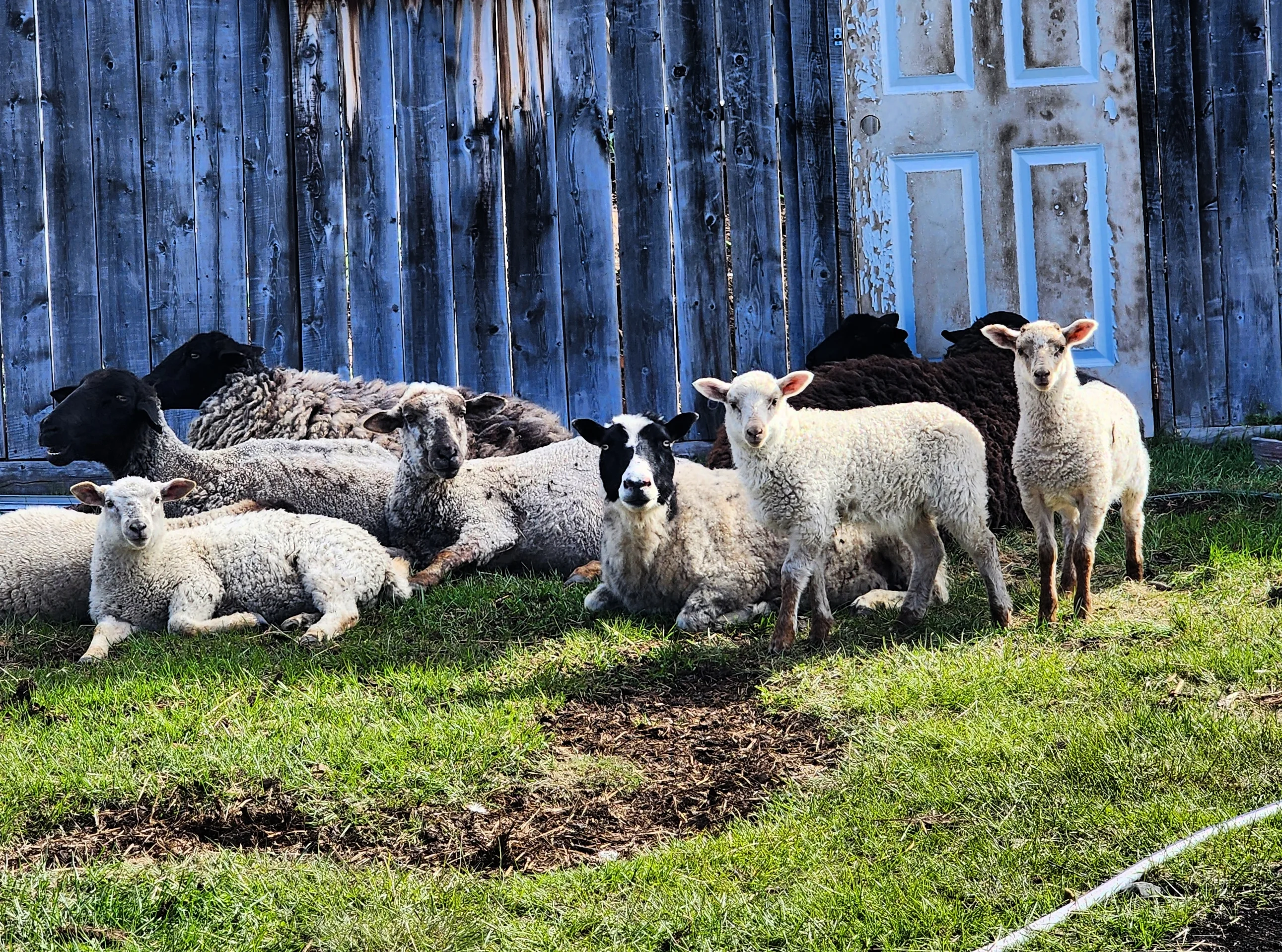 Sheep resting in front of a rustic barn